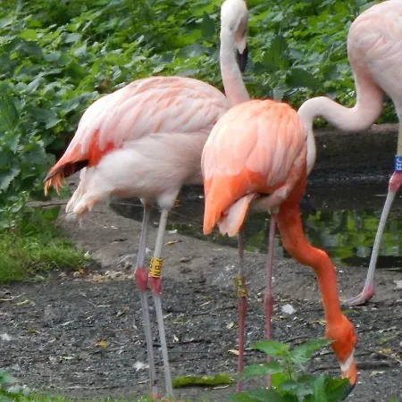 Flamingo Land - Beech Grove B11a منتزه العطل