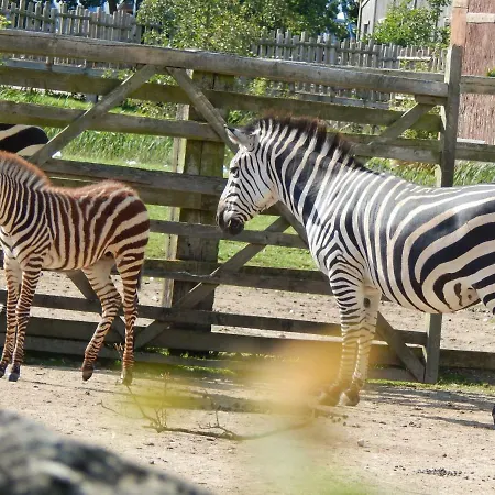 假日公园 Flamingo Land - Beech Grove B11a *