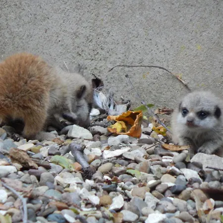 Flamingo Land - Beech Grove B11a 假日公园