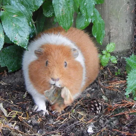 Flamingo Land - Beech Grove B11a 假日公园