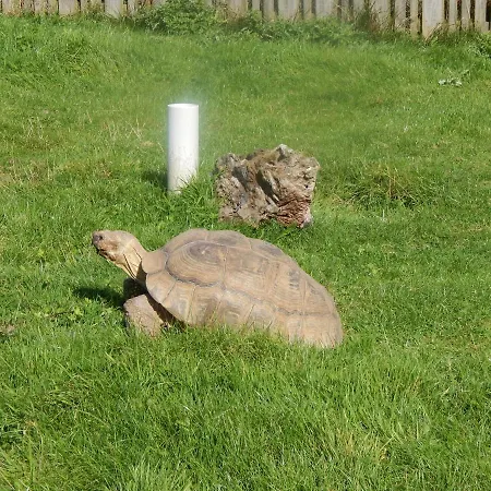 Flamingo Land - Beech Grove B11a 假日公园