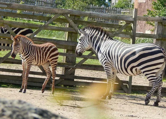 Holiday park Flamingo Land - Beech Grove B11a *