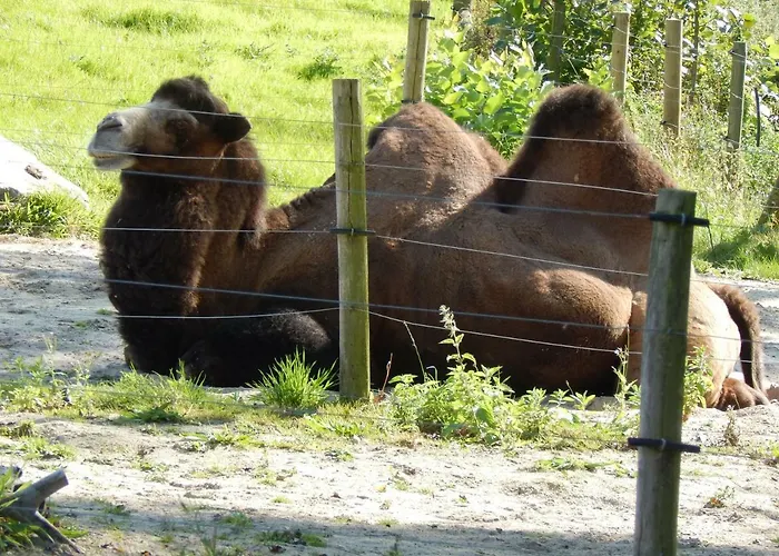 Flamingo Land - Beech Grove B11a Holiday park Kirby Misperton