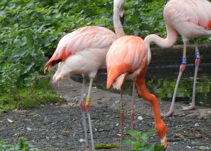 Flamingo Land - Beech Grove B11a Holiday park