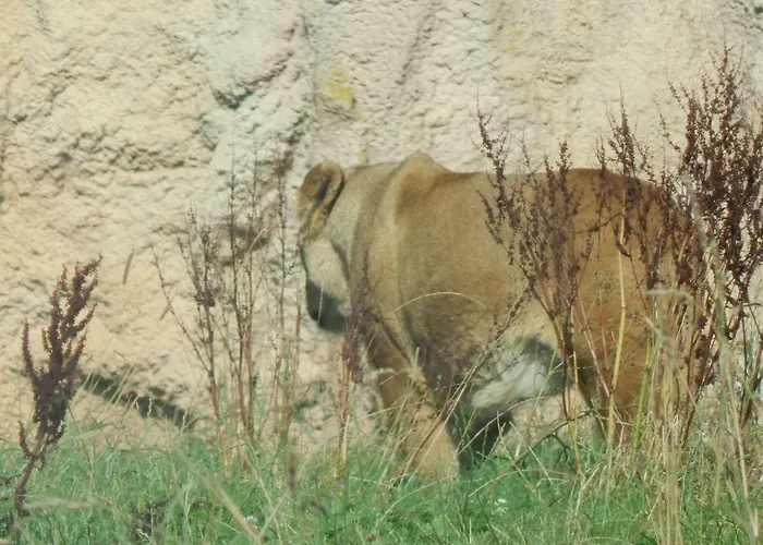 Holiday park Flamingo Land - Beech Grove B11a