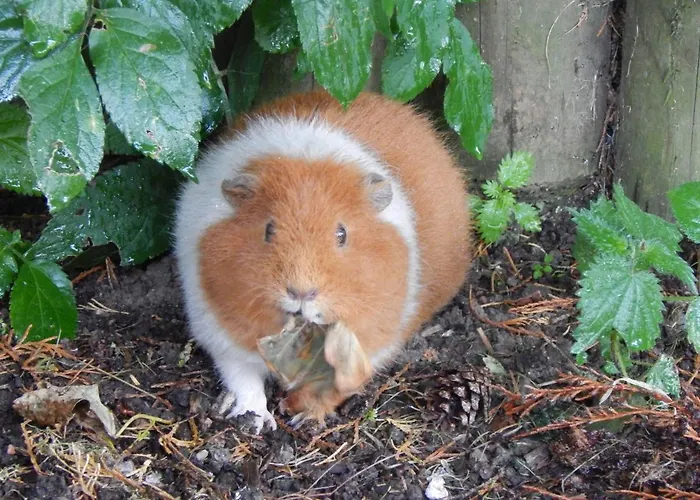 Flamingo Land - Beech Grove B11a Holiday park