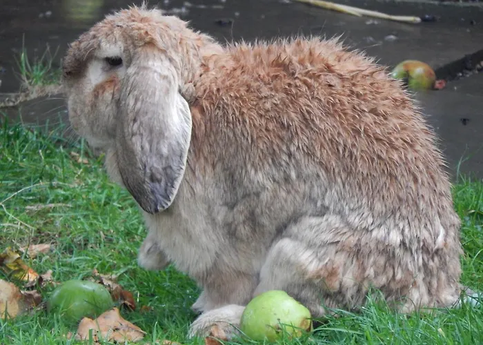 Holiday park Flamingo Land - Beech Grove B11a Kirby Misperton