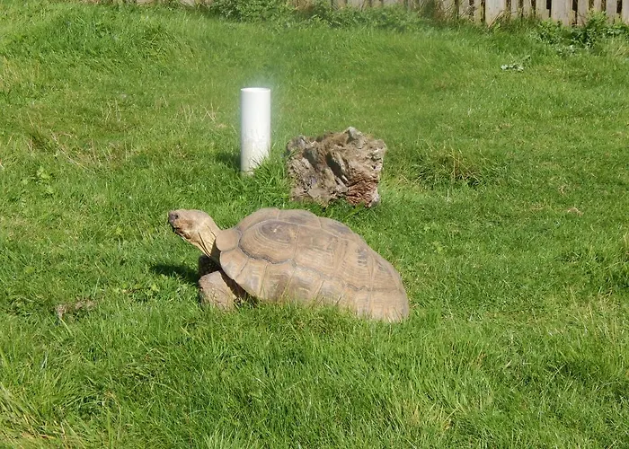 Flamingo Land - Beech Grove B11a Holiday park