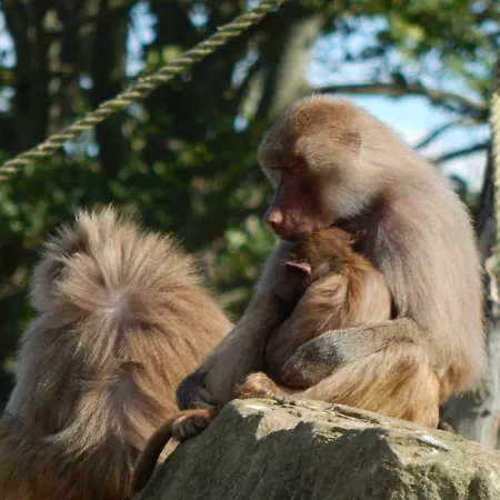 Flamingo Land - Beech Grove B11a 홀리데이파크 *