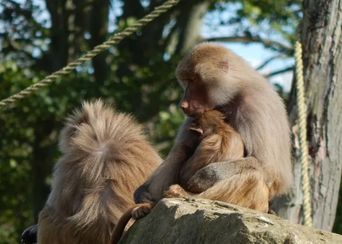 Flamingo Land - Beech Grove B11a Village de vacances *