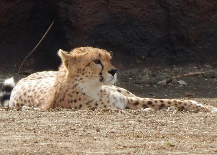 Flamingo Land - Beech Grove B11a