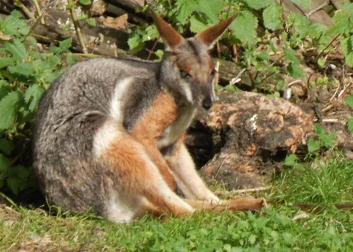 Flamingo Land - Beech Grove B11a Village de vacances Kirby Misperton