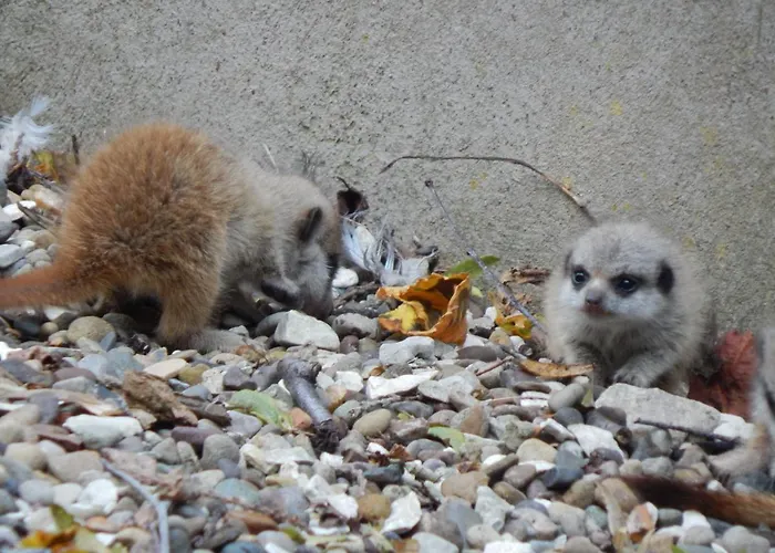 Flamingo Land - Beech Grove B11a Village de vacances